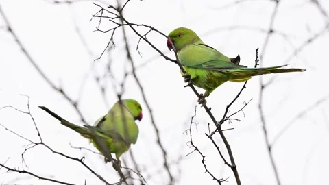 Artistic morning light on a Parakeet in a budding spring tree. Видео 333120980