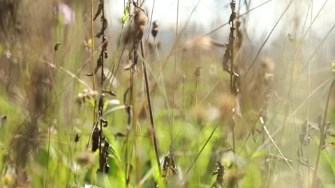 Artistic motion through grass mature field Vídeos de archivo 231904456