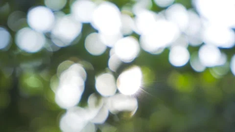Artistic Natural Bokeh Effect Through Leaves with Sunlight Stock Footage 319617783