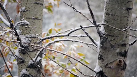 Artistic nature background with first snow fall in autumn birch tree park Видео 55837160