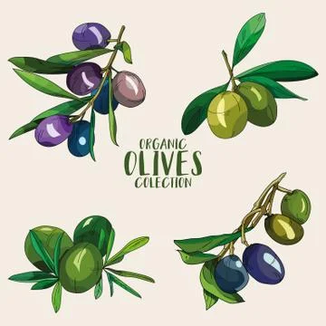 Artistic olives set in vector. Stock Illustration