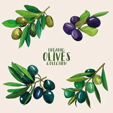 Artistic olives set in vector Stock Illustration