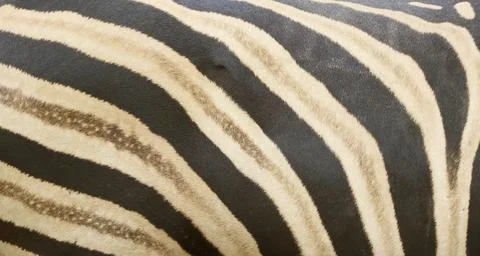 Artistic Patterns of Plains Zebra Striped Coat Stock Photos