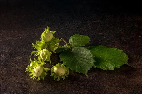 Artistic presentation of fresh forest nuts on a dark background in low-key ph Stock Photos