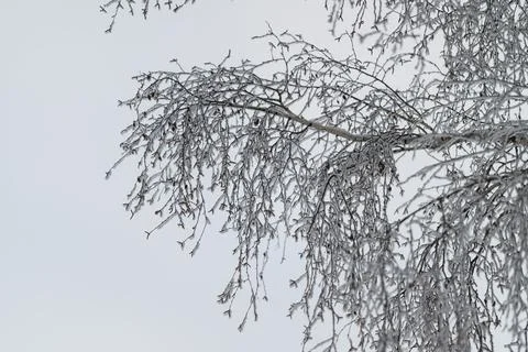 Artistic print design featuring winter frost, Closeup of birch twig with crystal Stock Photos