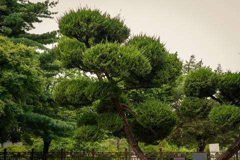 Artistic Pruned Pine Tree With Lush Green Foliage In Serene Garden Surround.. Stock Photos