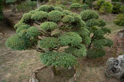 Artistic pruned shrub Stock Photos