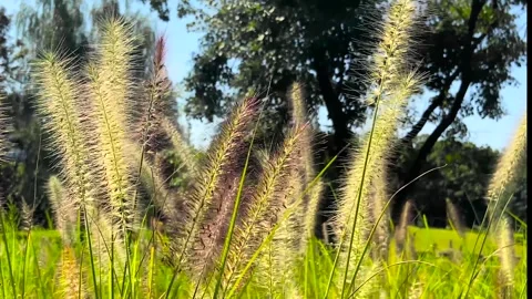 Artistic Real Time View of Feather Grass in Natural Landscape for Mood Setting Stock Footage 319640235