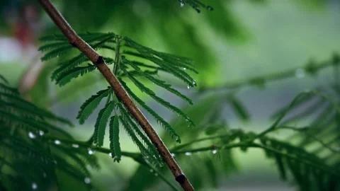 Artistic Real Time View of Raindrops Falling on Leaves in Natural Setting Video stock 319884121