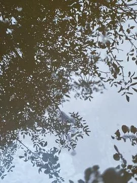 Artistic Reflection of Autumn Tree Branches in a Calm Rain Puddle on the Ground Foto stock
