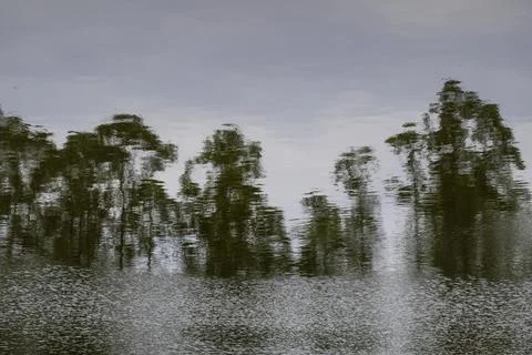 Artistic reflection of tree silhouettes on a peaceful water surface Stock Photos