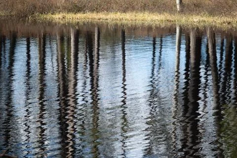 Artistic reflections of spring forest in the lake's surface. Stock Photos