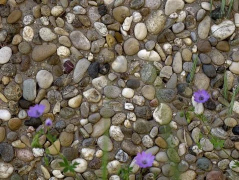 Artistic Rendering Showcasing Lavender Flowers Among Stones And Small Plants Stock Photos