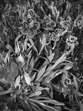 Artistic Rendering Showcasing Layered Tulip Flowers With Dewy Foliage Illum.. Stock Photos
