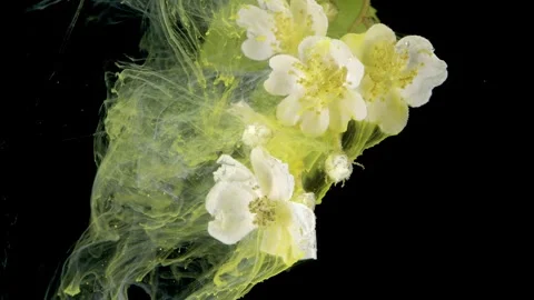 Artistic representation of blooming flowers with translucent color trails Stock Footage 334676215