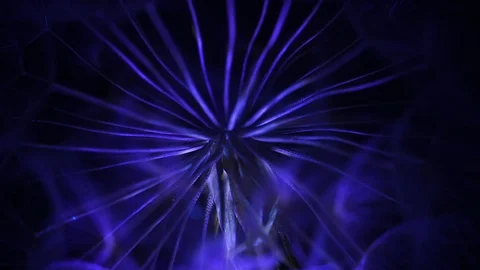 Artistic rotating macro of dandelion in blue  color, ultraviolet glow light Stock Footage 108753522