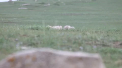 Artistic Scene - Sheep Grazing Stock Footage 333321820