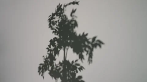 Artistic Shadow of Tree Leaves on Solid Surface Stock Footage 312454460