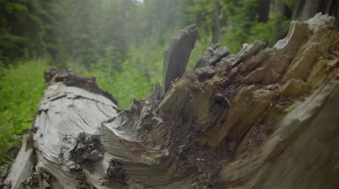 Artistic shot of fallen tree Stock Footage 59130265