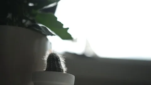 Artistic shot of plants on a coffee table by a window in a home Stockbeeldmateriaal 128334006