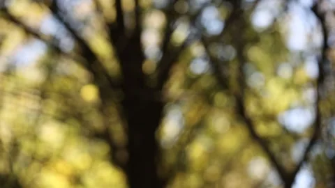 Artistic shot of tree branches 1 Stock Footage 330129798