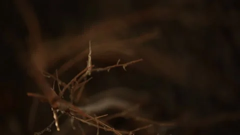 Artistic shot of tree branches 3 Video stock 330129809