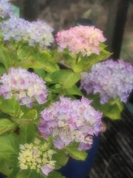 An artistic soft focus picture of hydrangea flowers with pink and purple pastel Stock Photos