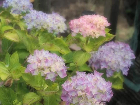 An artistic soft focus picture of hydrangea flowers with pink and purple pastel 스톡 사진