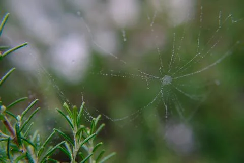 Artistic spider web Stock-Fotos
