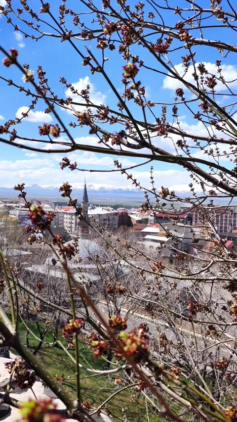 Artistic static shot focusing on blooming spring buds in the foreground with Video stock 334308671