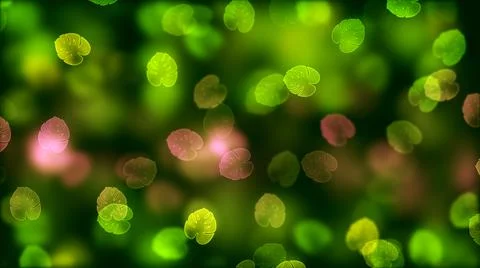 Artistic Summer Green Blurry Sharp Monstera Deliciosa Leaf Ornaments Transparent Stock Illustration