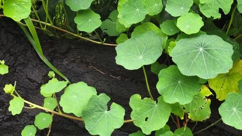Artistic texture of leaves on a tree Stock Photos