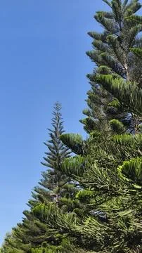 Artistic texture of leaves on a tree 库存照片