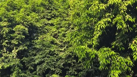 Artistic texture of leaves on a tree Фото