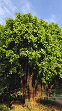 Artistic texture of leaves on a tree Stock Photos