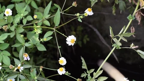 Artistic Tiny Flowers Stock Footage 237157091