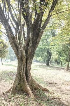 Artistic Tree with Exposed Roots and Natural Backlight Stock Photos