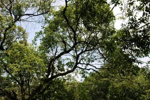 Artistic tropical tree branches arching across a bright open sky Stock Photos