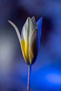 Artistic tulip bud with dramatic blue and warm lighting Stock Photos