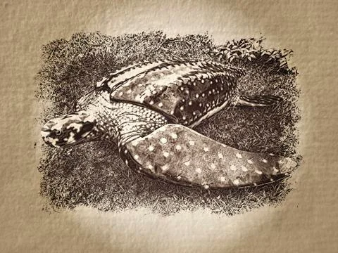 Artistic turtle paper Stock Photos