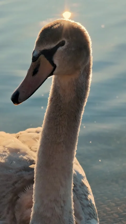 Artistic vertical close-up of a swan head hiding the bright sun. Creative Stock Footage 329259250