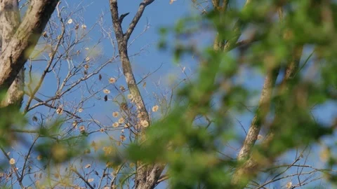 Artistic View of Bare Pradoo Tree Branches with Samara Pods Stock Footage 326086705