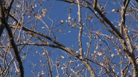 Artistic View of Bare Pradoo Tree Branches with Samara Pods Stock Footage 326086707
