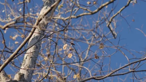 Artistic View of Bare Pradoo Tree Branches with Samara Pods Stock Footage 326086729