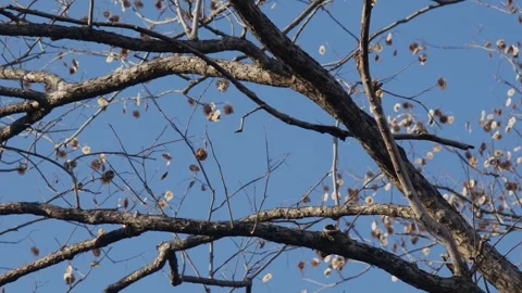 Artistic View of Bare Pradoo Tree Branches with Samara Pods Stock Footage 326086731