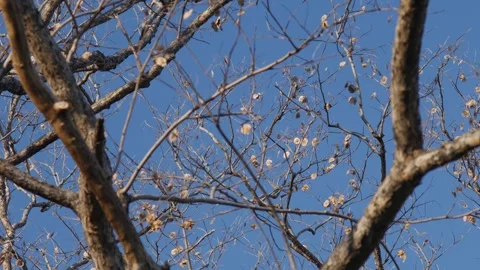 Artistic View of Bare Pradoo Tree Branches with Samara Pods Stock Footage 326464180