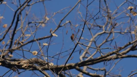 Artistic View of Bare Pradoo Tree Branches with Samara Pods Stock Footage 326464200
