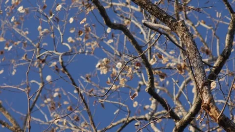 Artistic View of Bare Pradoo Tree Branches with Samara Pods Stock Footage 326464226