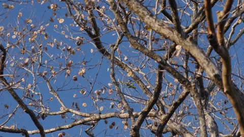 Artistic View of Bare Pradoo Tree Branches with Samara Pods Stock Footage 329145254
