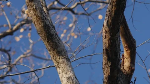 Artistic View of Bare Pradoo Tree Branches with Samara Pods Stock Footage 330042071